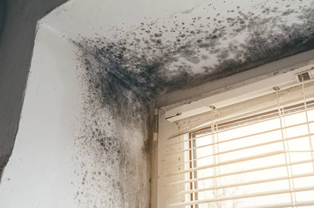 Affordable Mold Cleanup solutions in Glenwood, MD